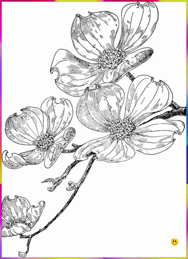 pic of a flower drawing
