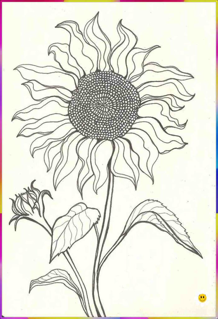 flower sketch drawing