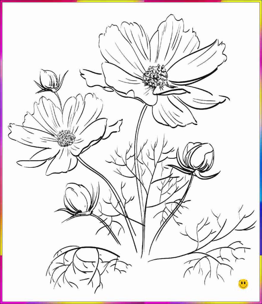 basic flower drawing
