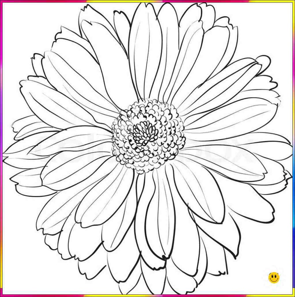 basic flower drawing
