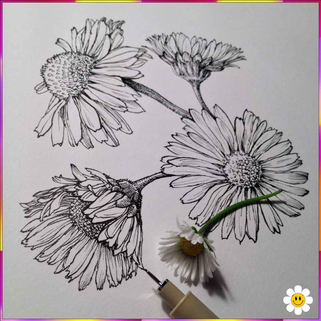 flowers to draw
