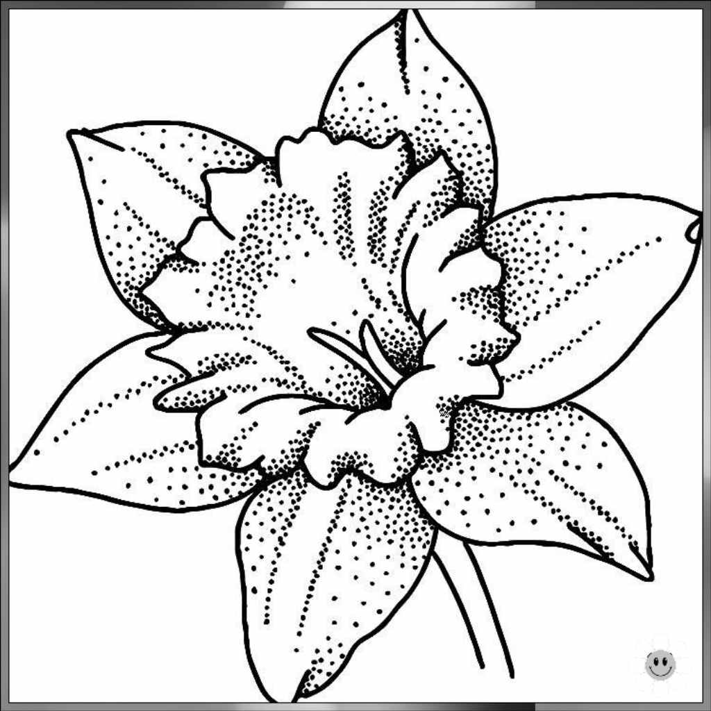 drawing flowers
